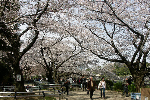 Chidorigafuchi Park Cherry Blossom Viewing