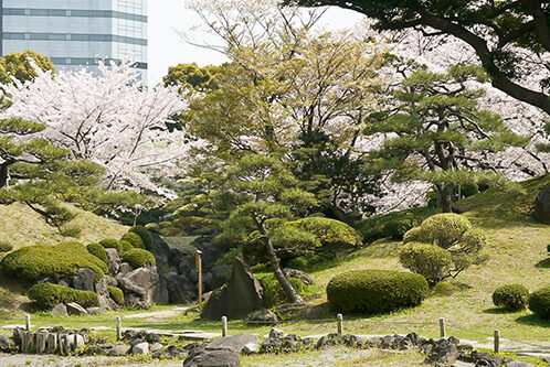 Kyū Shiba Rikyū Garden Cherry Blossom Viewing Guide