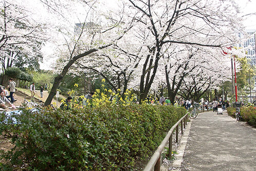 Shiba Park Cherry Blossom Viewing