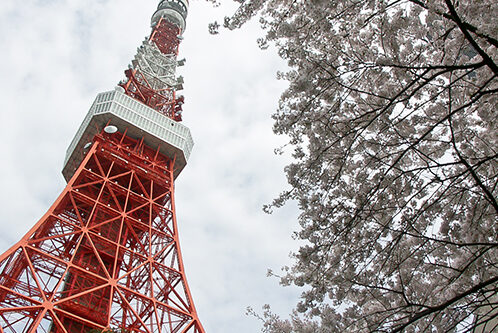 Tokyo Tower Cherry Blossom Viewing