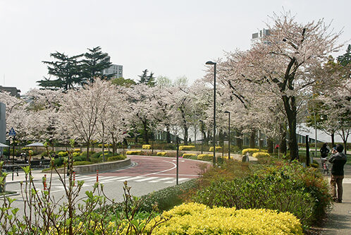 Tokyo Midtown Cherry Blossom Viewing Guide