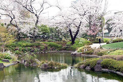 Roppongi Hills Mori Garden Cherry Blossom Viewing