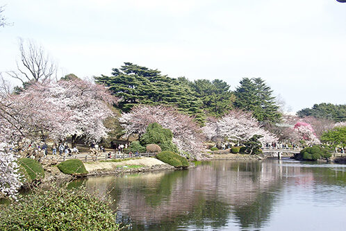 Shinjuku Gyoen Cherry Blossom Viewing guide