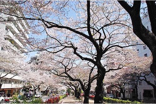 Harimazaka Sakura Namiki Cherry Blossom Viewing