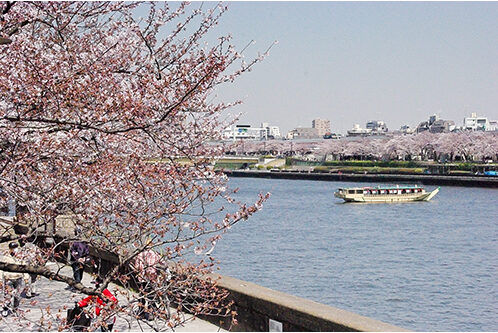Sumida Park Cherry Blossom Viewing