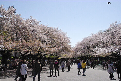 Ueno Park Cherry Blossom Festival Guide
