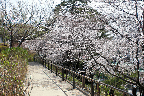 Tamagawadai Park Cherry Blossom Viewing Guide