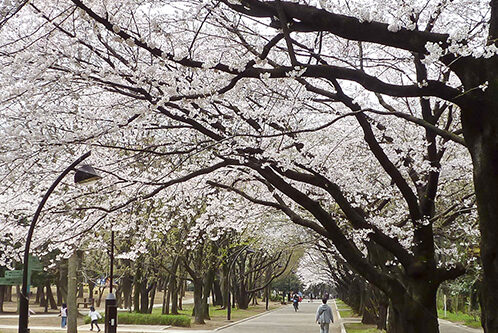 Hikarigaoka Park Cherry Blossom Viewing