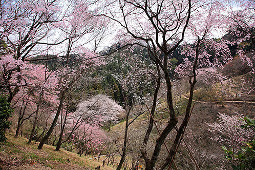 Tama Forest Science Garden Cherry Blossom Viewing