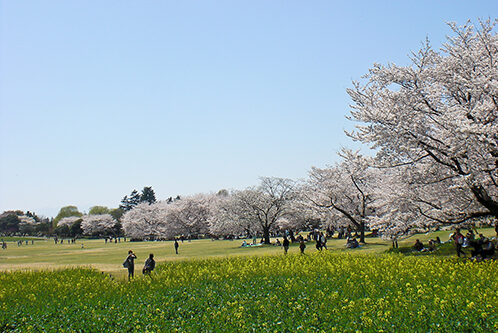 Showa Memorial Park Cherry Blossom Viewing Guide