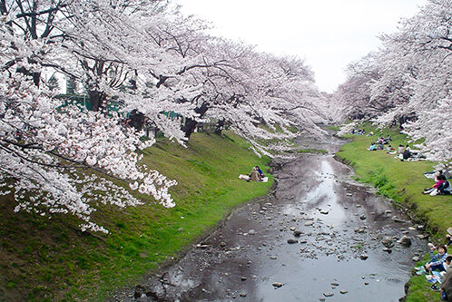Negawa Greenery Road Cherry Blossom