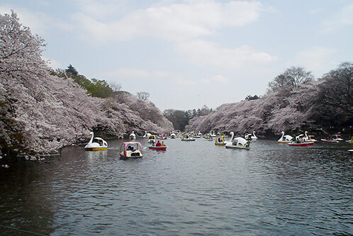 Inokashira Park Cherry Blossom Viewing