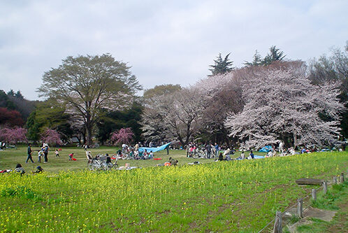 Koganei Park Cherry Blossom Viewing Guide