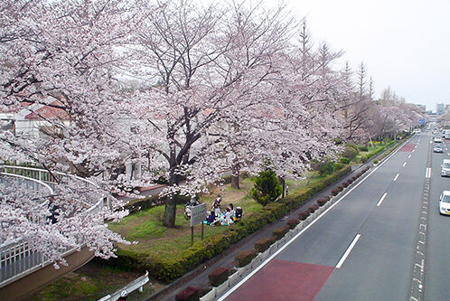 Kunitachi Daigakudori Street Cherry Blossom Viewing