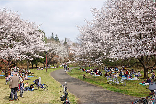 Sakuragaoka Park Cherry Blossom Viewing
