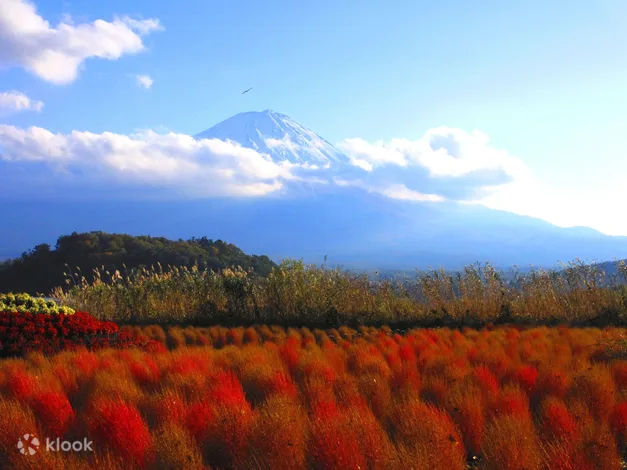 Mt. Fuji And Lake Kawaguchi Scenic Spots Day Tour From Tokyo - Scenic Spots