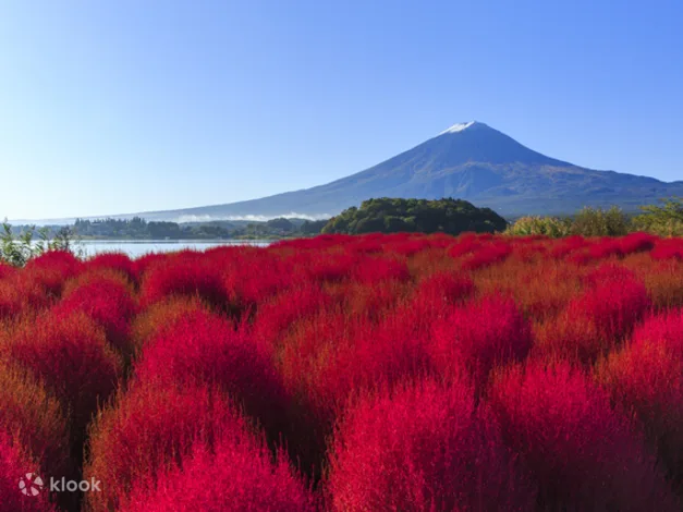 Mt. Fuji Flower Festival Tour With Ropeway Experience From Tokyo
