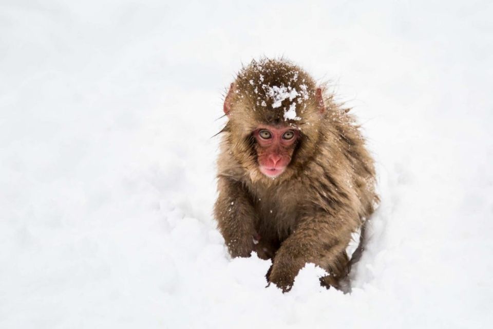 1 Day Tour: Snow Monkeys & Snow Fun in Shiga Kogen - Activity Details