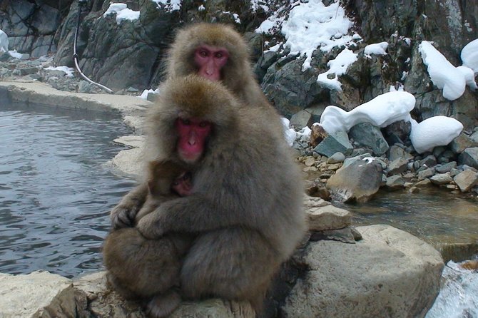 Nagano Guided Ski Trip, With Snow Monkeys Visit - Trip Highlights: Skiing and Cultural Experiences in Nagano