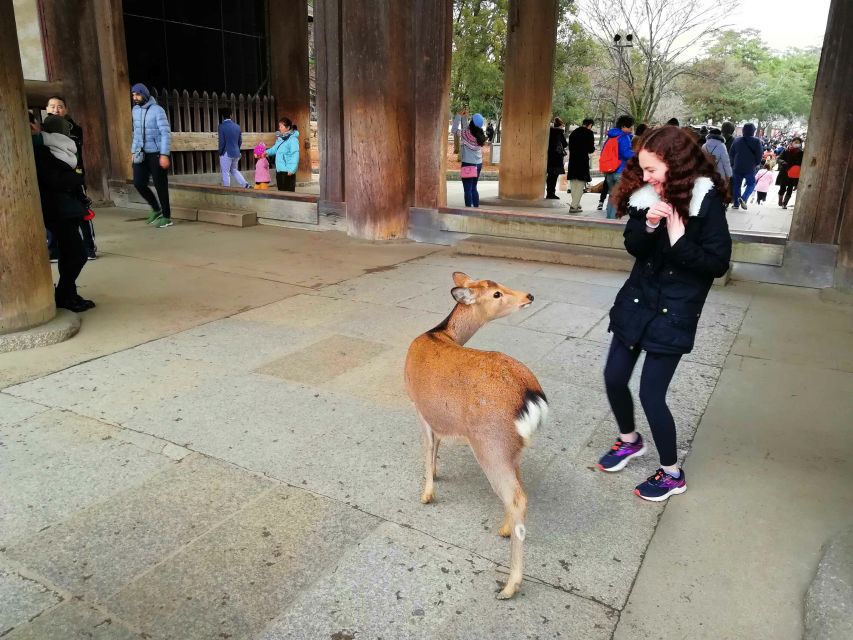 Nara: Nara Park Private Family Bike Tour With Lunch - Activity Details and Booking Information