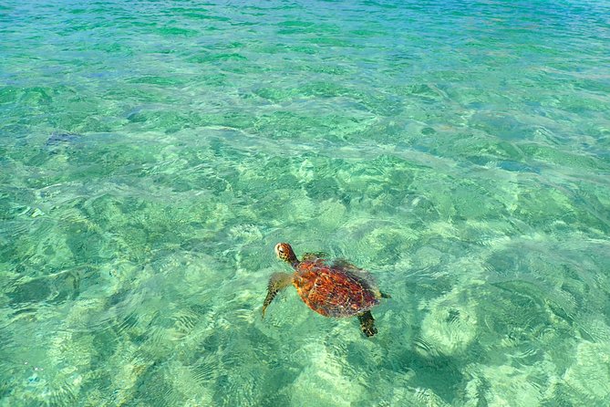 [Okinawa Miyako] SUP / Canoe Sea Turtle Snorkeling !! (Half-Day Course) - The Beauty of Okinawa Miyako