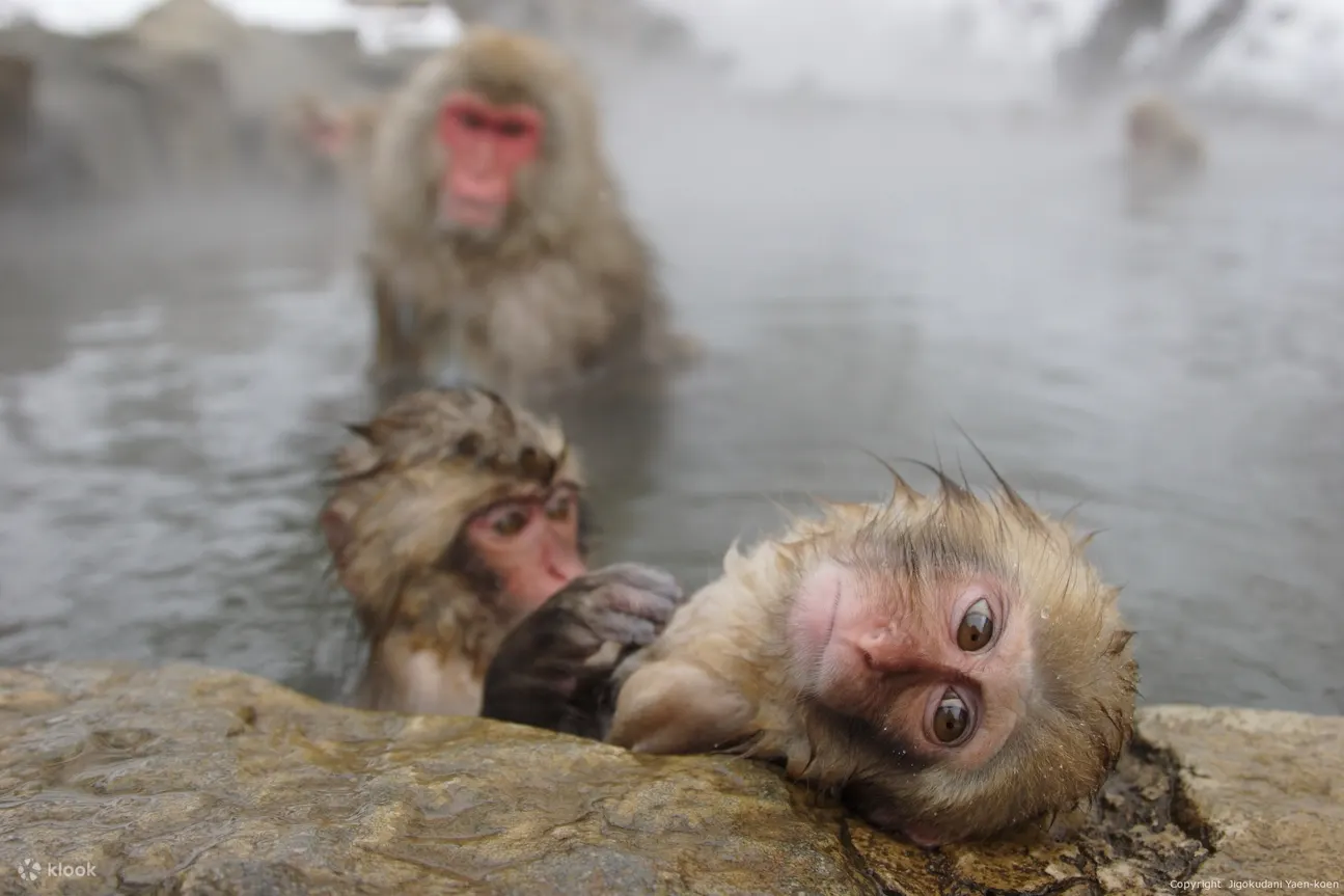 Snow Monkey Tour From Tokyo With Beef Sukiyaki Lunch - Pricing Information