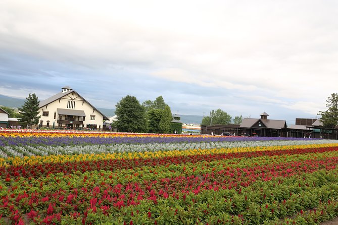 Asahiyama Zoo, Aoiike, Farm Tomita, Ningle Terrace (from Sapporo) - Farm Tomita - Immerse Yourself in Lavender Fields