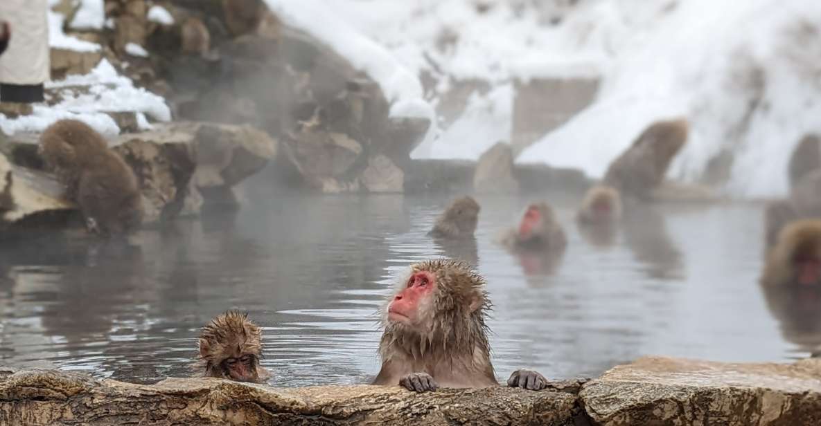 From Tokyo: Snow Monkey 1 Day Tour With Beef Sukiyaki Lunch - Experience Highlights