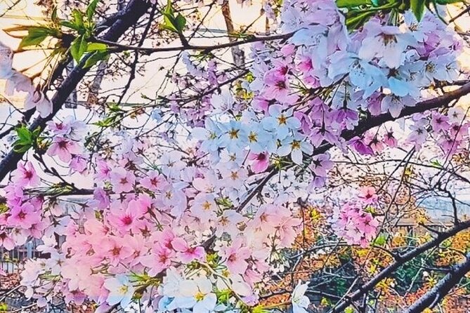 Licensed Guide Tokyo Meguro Cherry Blossom Walking Tour - Refund Policy