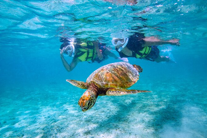 Miyakojima / Snorkel Tour to Swim With Sea Turtles - Snorkeling Equipment Provided