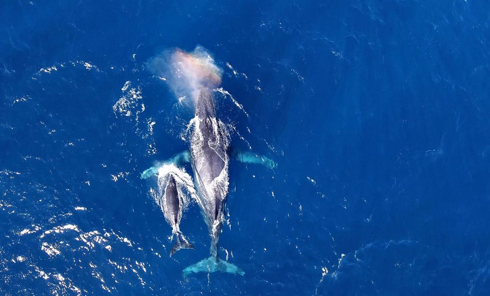 Naha, Okinawa: Kerama Islands Half-Day Whale Watching Tour - Highlights of the Tour
