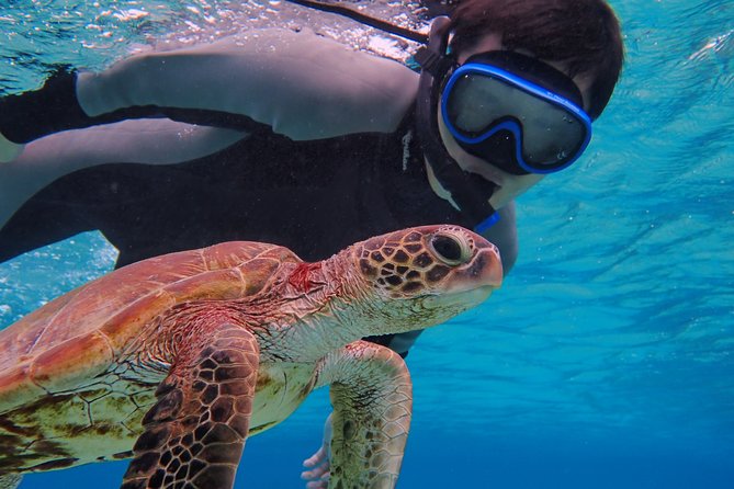 [Okinawa Miyako] SUP / Canoe Sea Turtle Snorkeling !! (Half-Day Course) - Exploring the Crystal Clear Waters