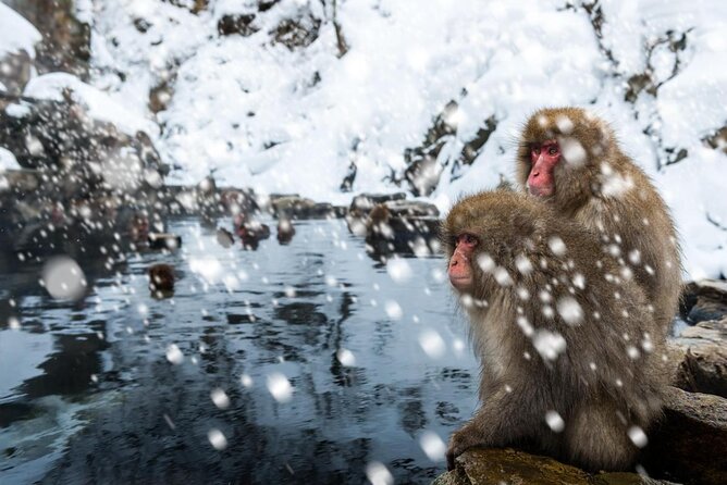 (Spring Only) 1-Day Snow Monkeys & Cherry Blossoms in Nagano Tour - Meeting and Pickup
