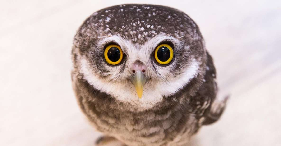 Tokyo: Meet Owls at the Owl Café in Akihabara - Experience