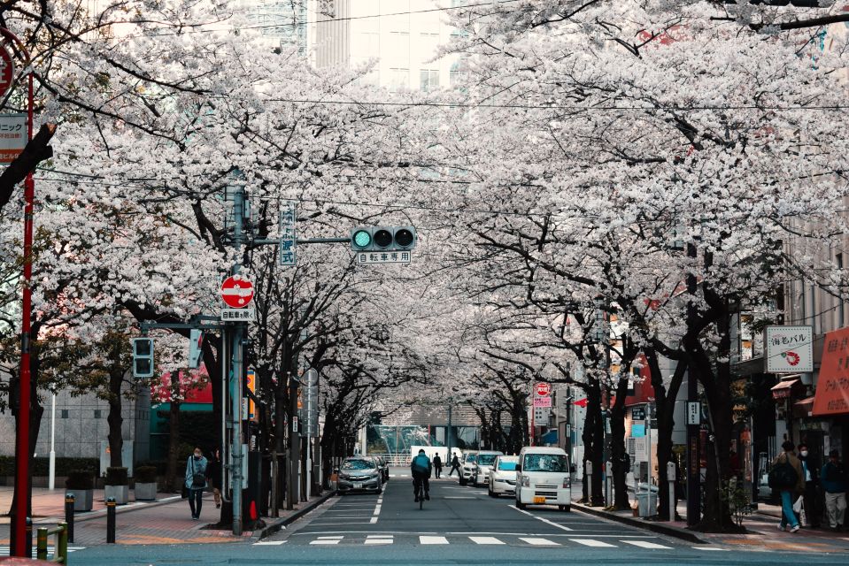 Tokyo: Private Cherry Blossom Experience - Highlights of the Private Cherry Blossom Experience
