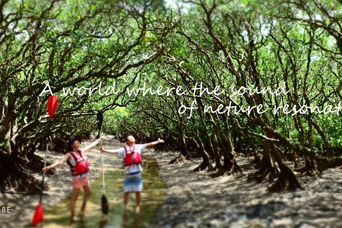 Amami Mangrove Canoe - Discovering the Serene Mangrove Canoe Adventure