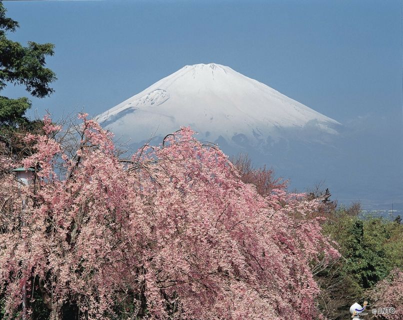 From Tokyo: 1 Day (SIC) Mount Fuji Gotemba Premium Outlet - Full Description