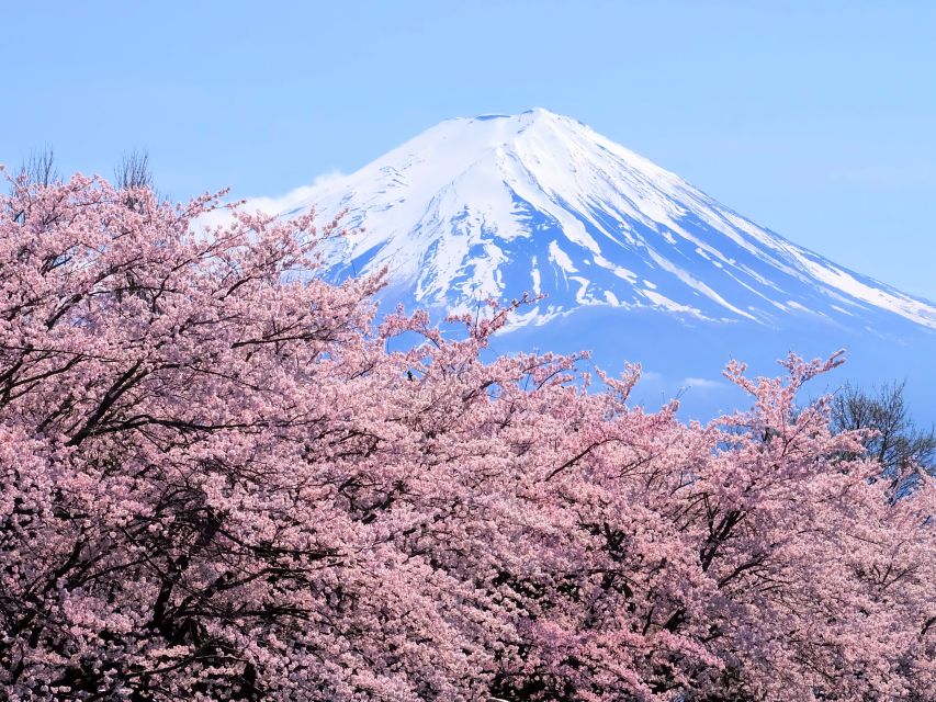 From Tokyo to Mount Fuji: Full-Day Tour and Hakone Cruise - Important Information