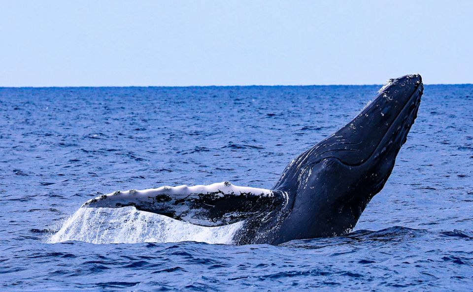 Naha, Okinawa: Kerama Islands Half-Day Whale Watching Tour - Experience the Magic of Whale Watching