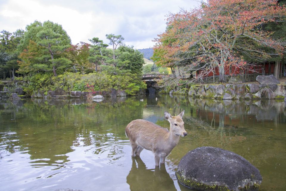 Nara Like a Local: Customized Guided Tour - Exploring Nara With a Local Guide