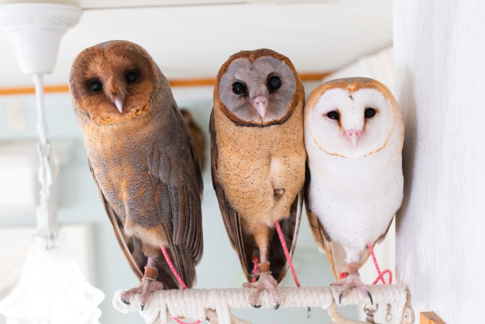 Tokyo: Meet Owls at the Owl Café in Akihabara - Booking Information