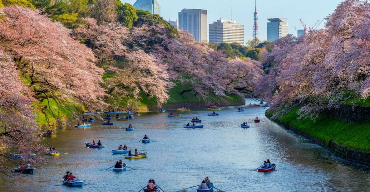Tokyo: Private Cherry Blossom Experience - The Best Spots for Cherry Blossom Viewing in Tokyo
