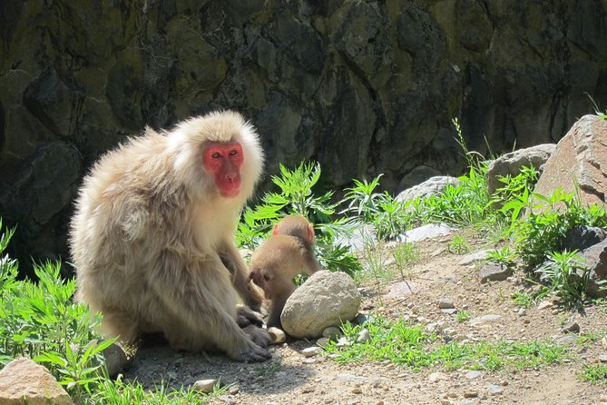 Explore Jigokudani Snow Monkey Park With a Knowledgeable Local Guide - Traveler Photos