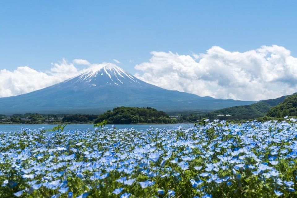 Guided Full-Day Mount Fuji&Aokigahara Forest Bus Tour - Restrictions
