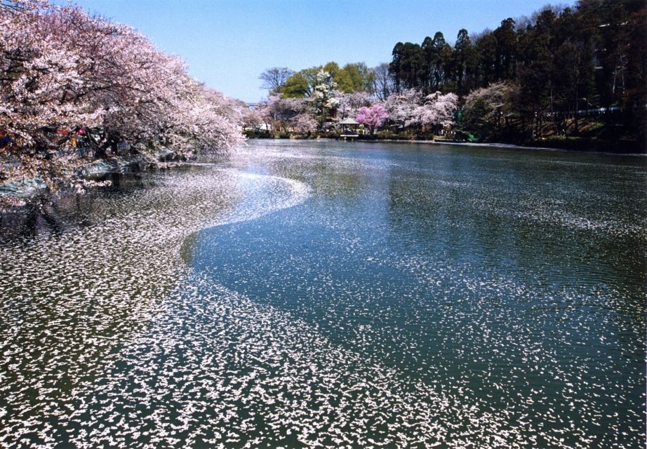 Nagano: 1-Day Snow Monkey & Cherry Blossom Tour in Spring - Meeting Point and Important Information