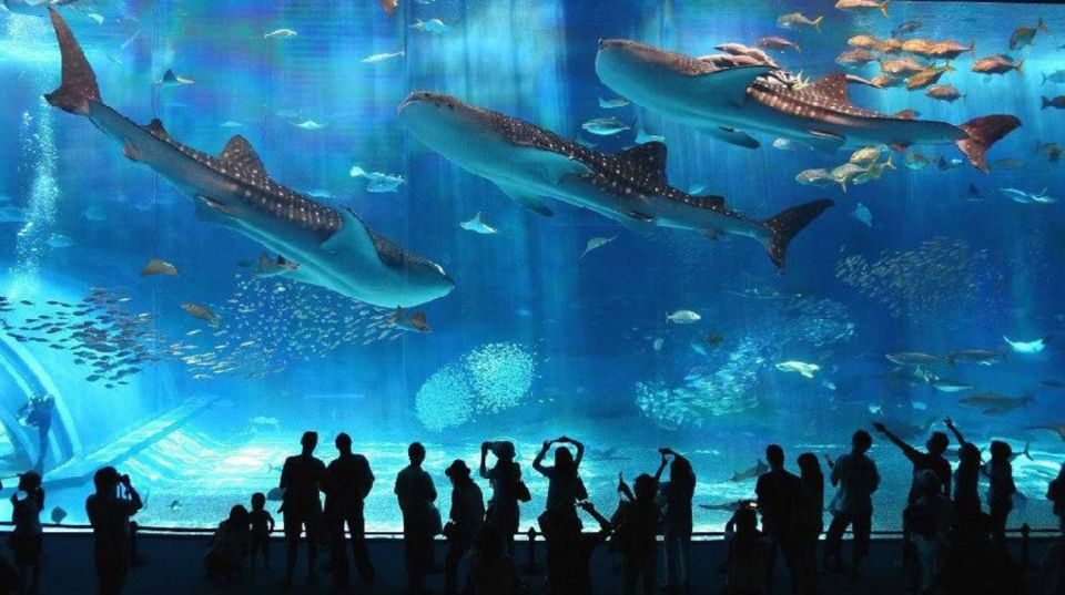 Okinawa Churaumi Aquarium Admission Ticket - Inclusions