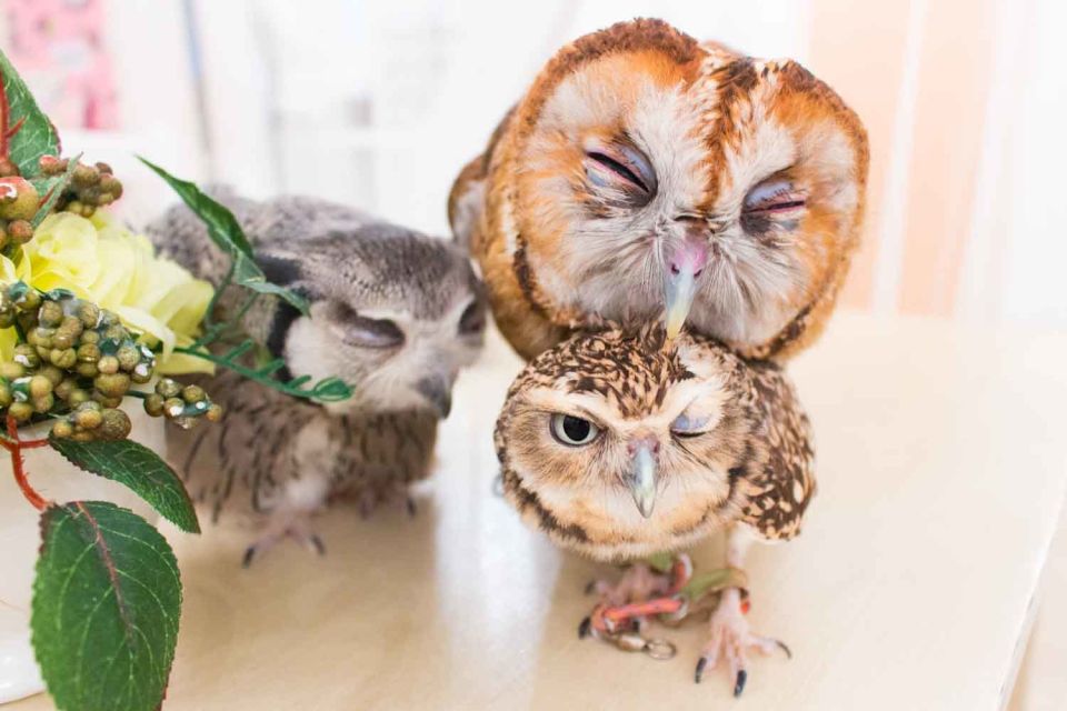 Tokyo: Meet Owls at the Owl Café in Akihabara - Customer Reviews