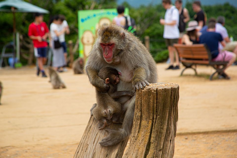 Kyoto: Arashiyama Bamboo, Temple, Macha, Monkeys, & Secrets - Monkey Park: up Close With Japans Macaques
