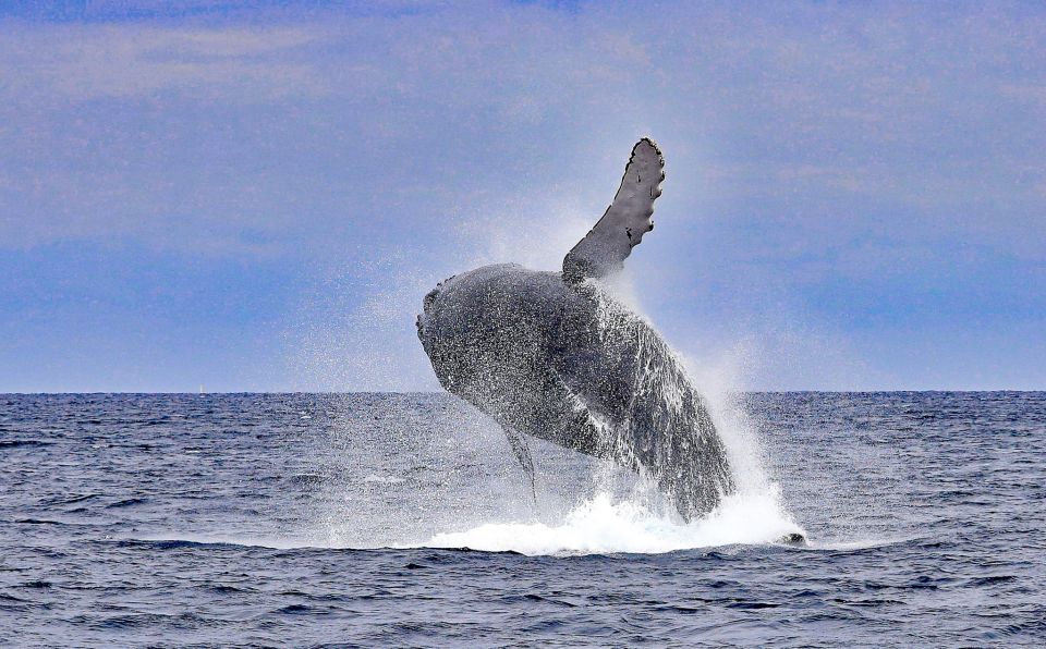 Naha, Okinawa: Kerama Islands Half-Day Whale Watching Tour - Positive Reviews and Additional Information