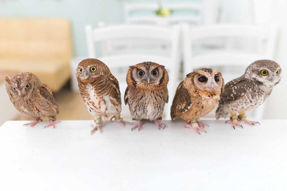 Tokyo: Meet Owls at the Owl Café in Akihabara - Review Summary